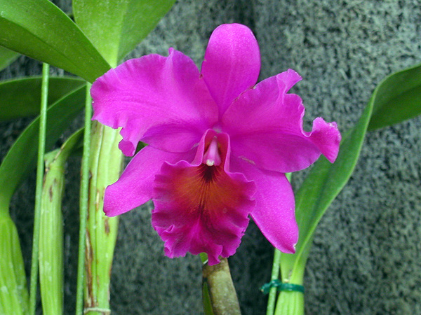 orchid05.jpg