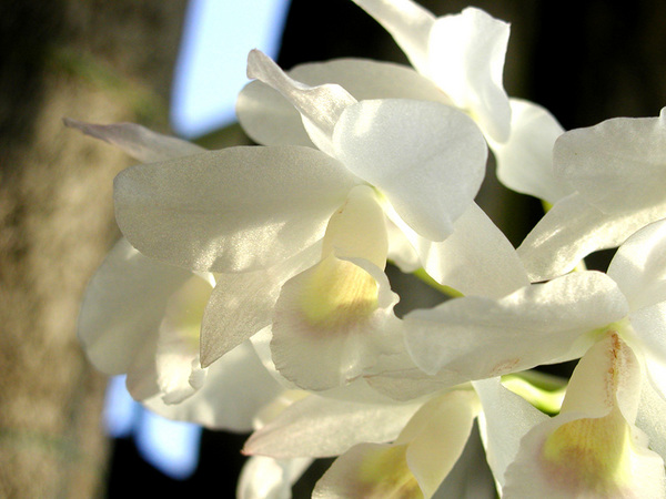 orchid06.jpg