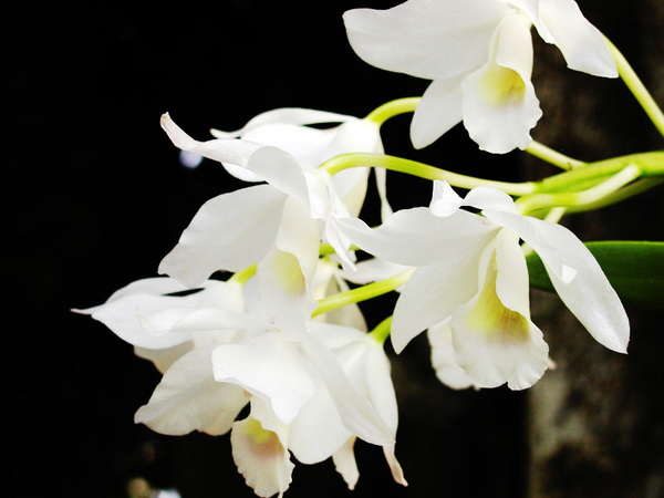 orchid07.jpg