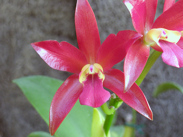 orchid08.jpg