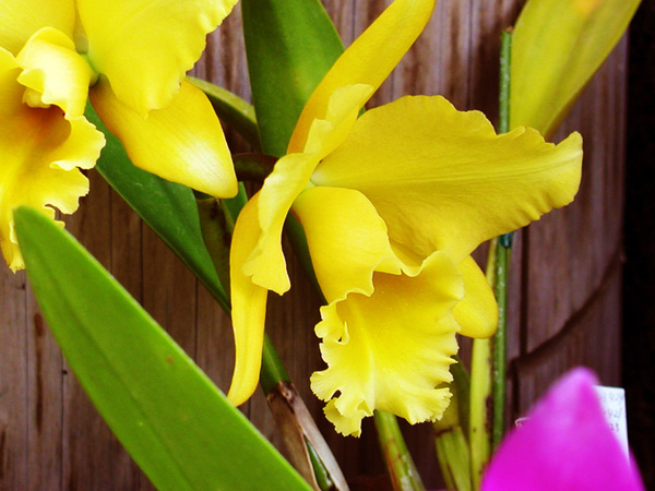orchid09.jpg