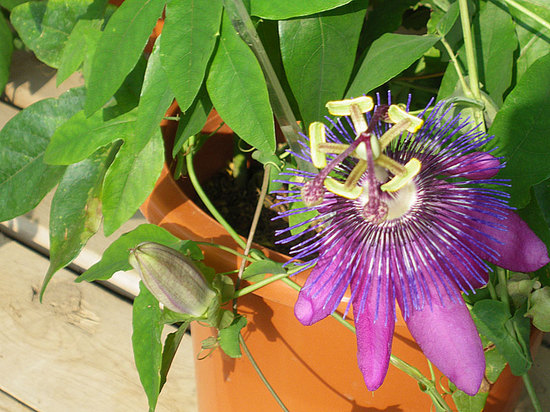 passiflora02.jpg