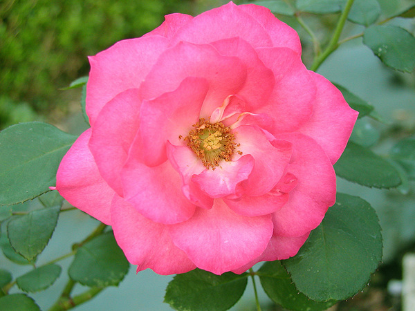 rose01.jpg