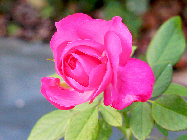 rose03.jpg