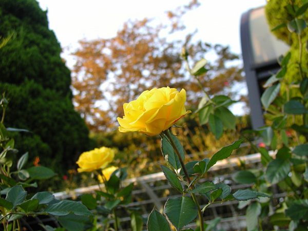 rose13.jpg