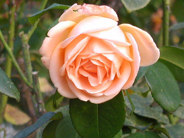 rose14.jpg