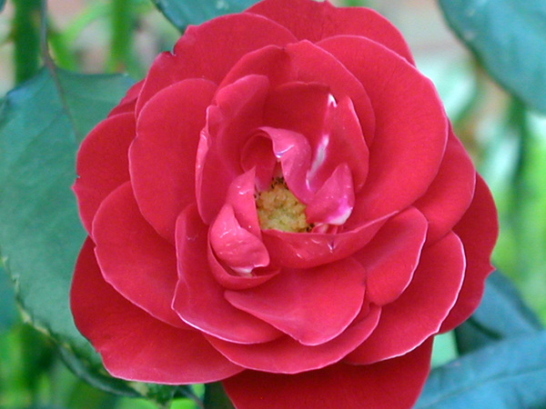 rose19.jpg