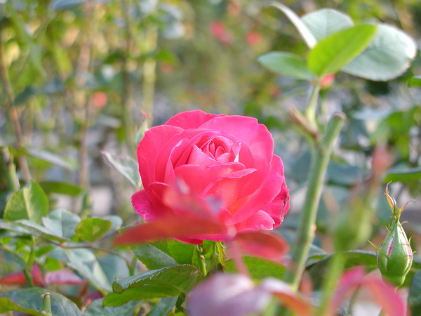 rose24.jpg