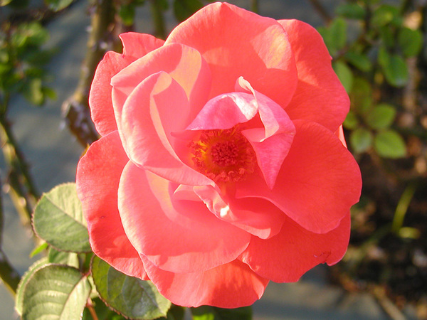 rose26.jpg