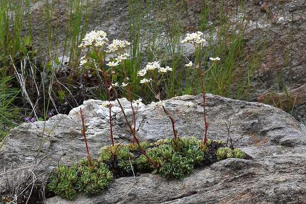 24-1ﾕｷﾉｼﾀ属 paniculata.jpg