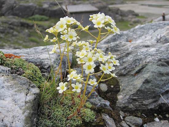 24-2ﾕｷﾉｼﾀ属 paniculata.jpg