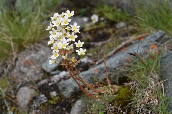 24-3ﾕｷﾉｼﾀ属 paniculata.jpg