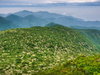 九千部岳山麓のヤマボウシ