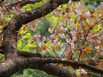 山桜＠鶴見岳