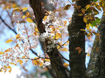 山桜＠鶴見岳