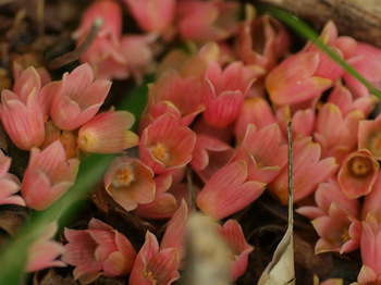 ドウダンツツジの落花