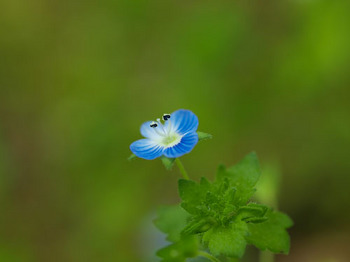 花牟礼山で