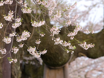 醍醐桜（アズマヒガン）