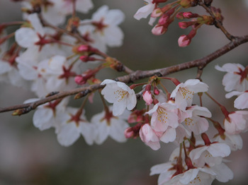 近所の桜