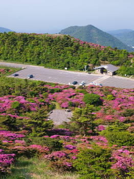 仁田峠のミヤマキリシマ