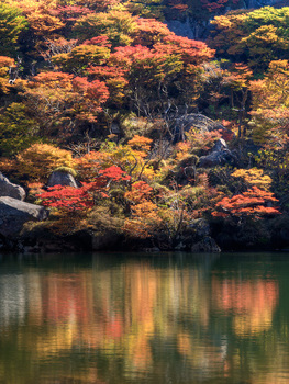 紅葉