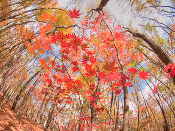 魚眼で紅葉