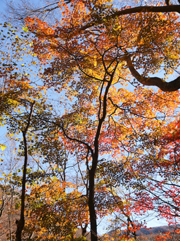 鳴子川の紅葉