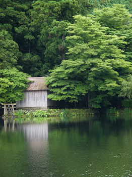 金鱗湖の緑