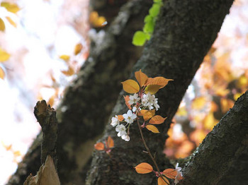 山桜＠鶴見岳