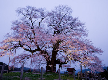 醍醐桜