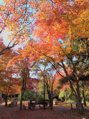 亀の井別荘の紅葉