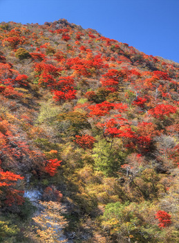 大船山の南斜面の紅葉