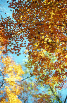 大船林道の紅葉