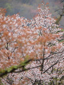 鶴見岳の山桜