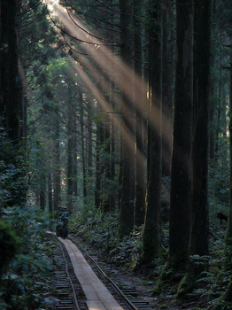 杉木立の光芒