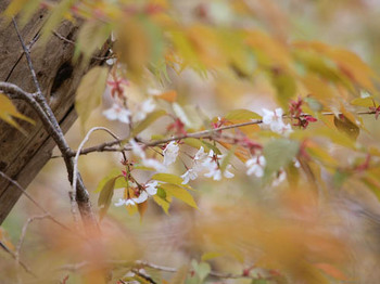 山桜＠鶴見岳