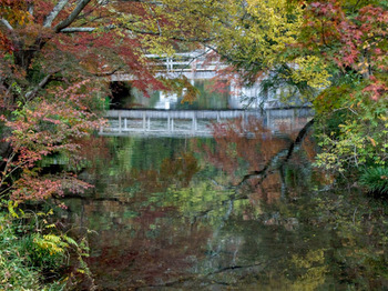 金鱗湖の紅葉