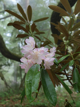 石楠花