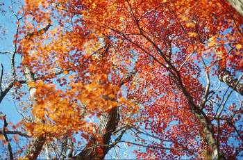 大船林道の紅葉