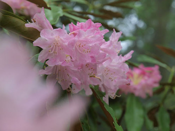 神角寺のシャクナゲ