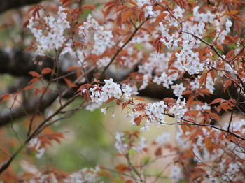 鶴見岳＠山桜