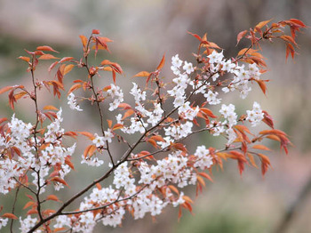 山桜＠鶴見岳