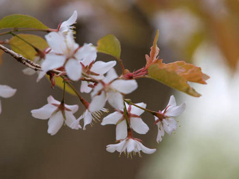 山桜＠鶴見岳