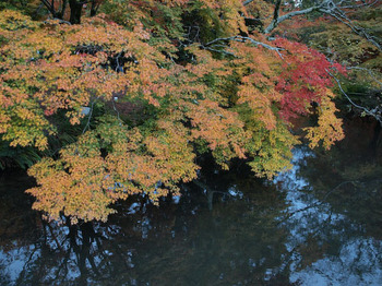 金鱗湖の紅葉