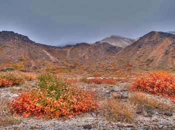 北千里浜の草紅葉