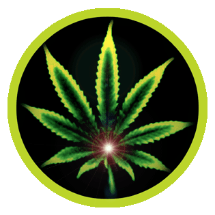 amsterdam-cannabis-ministry.gif.gif