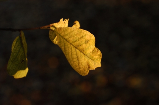20101005_003.JPG