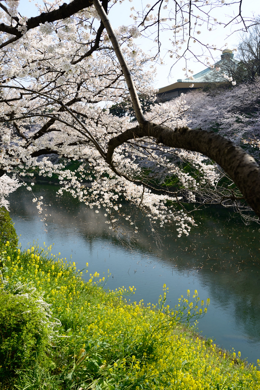 DSC_1142_北の丸公園.JPG