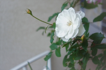 リゾラテラス天草　白い薔薇