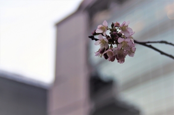 熊本市民会館　ヒマラヤ桜